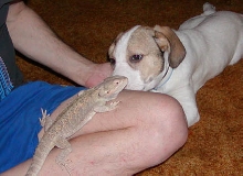 Grumpy meeting the new puppy