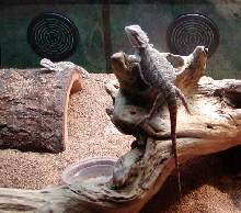 7-31-03  8-8.5 inches long