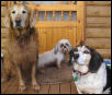 3 dirty dogs