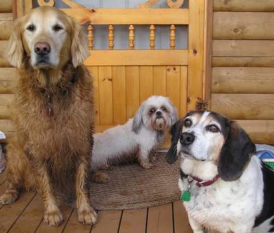 3 dirty dogs