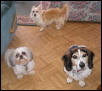 Patch, Chloe  & Mini