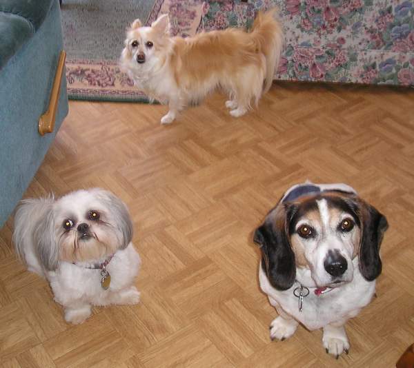 Patch, Chloe  & Mini