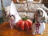 Buddy & Chloe in Halloween costumes