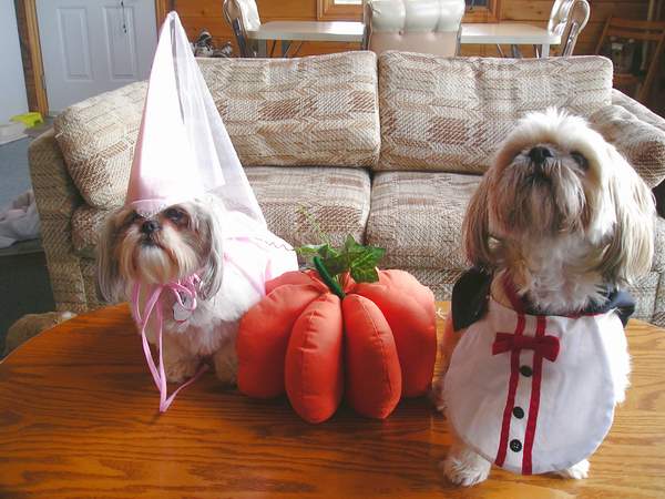 Buddy & Chloe in Halloween costumes