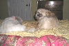 Buddy   & Chloe sleepover