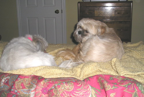 Buddy   & Chloe sleepover