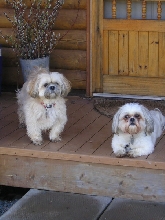 Shih Tzus & Pussywillows