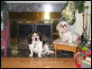 Chloe & Patch Christmas