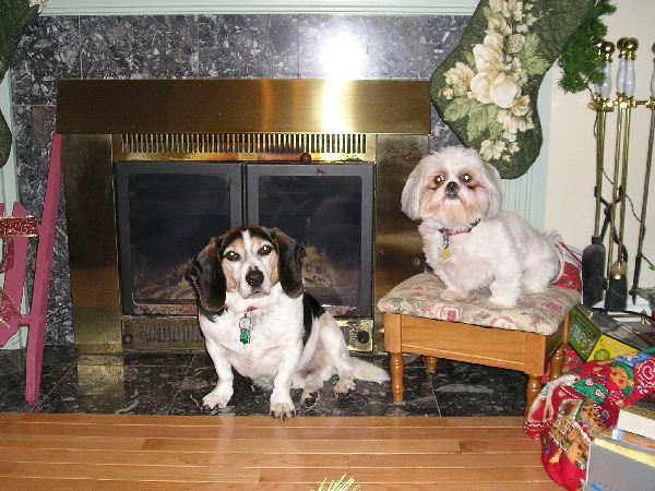 Chloe & Patch Christmas