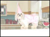 Princess Chloe