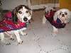 Chloe & Patch in winter coats