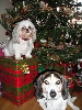 Chloe & Patch under the tree