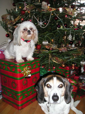 Chloe & Patch under the tree