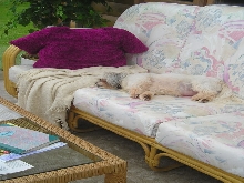 Dog gone tired