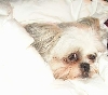 Chloe cuddled up