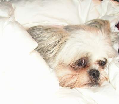 Chloe cuddled up