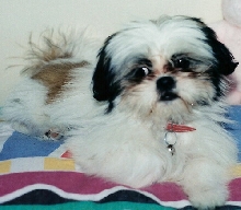 Chloe as a puppy
