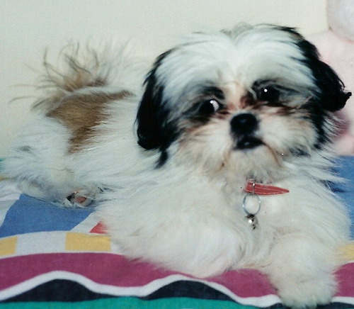 Chloe as a puppy