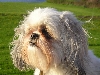 Chloe before haircut