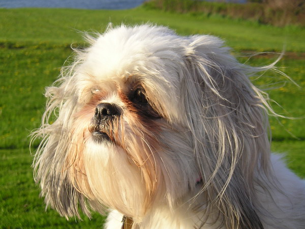 Chloe before haircut
