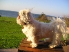 Chloe in the Wind