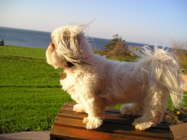 Chloe in the Wind