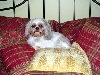 Regal Chloe