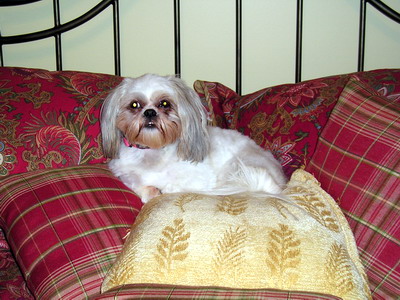 Regal Chloe