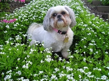 Chloe in Sweet Woodruff