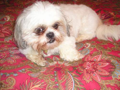 Chloe on bed