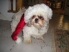Chloe with x-mas hat