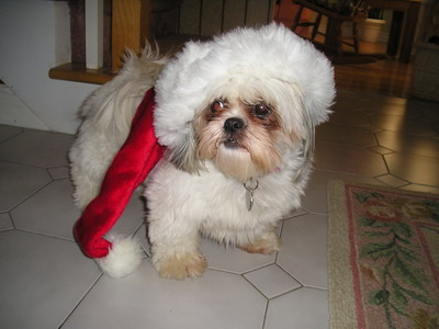 Chloe with x-mas hat