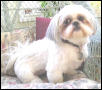 Chloe model