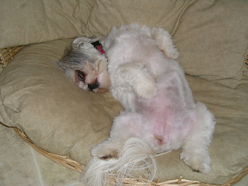 Tired Chloe