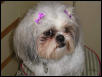 Chloe with barrettes
