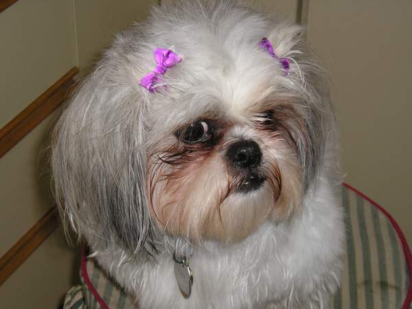 Chloe with barrettes