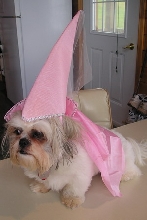 Princess Chloe on table
