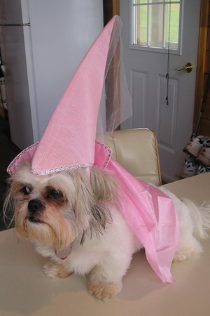 Princess Chloe on table