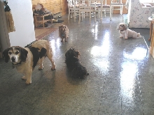 Four dogs in my kitchen