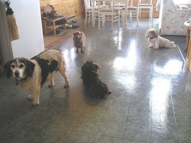 Four dogs in my kitchen