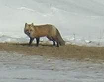 Fox at the beach