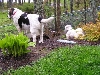 Looking at the action in the Park