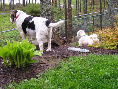 Looking at the action in the Park