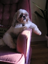 Chloe relaxing and looking out