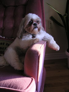 Chloe relaxing and looking out