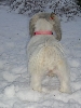 Chloe in the snow