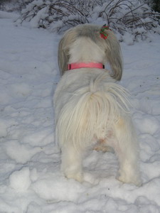 Chloe in the snow