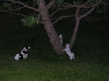 Where is the squirrel?