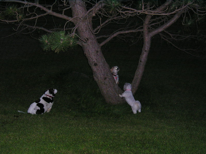 Where is the squirrel?