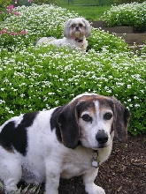 Chloe & Patch in Spring flowers